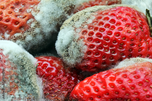 Schimmelnde faulende Erdbeeren