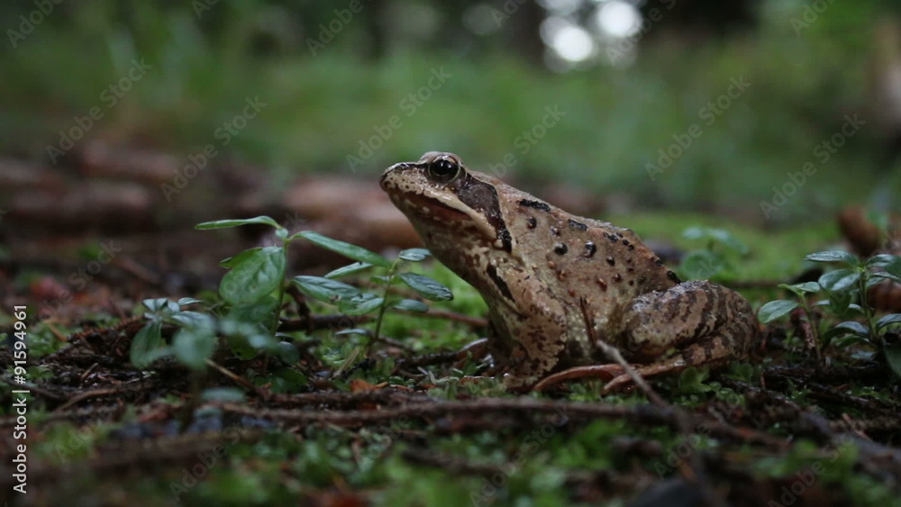 The agile frog (Rana dalmatina) on the ground, green moss background The agile frog (Rana dalmatina) on the ground, green moss background