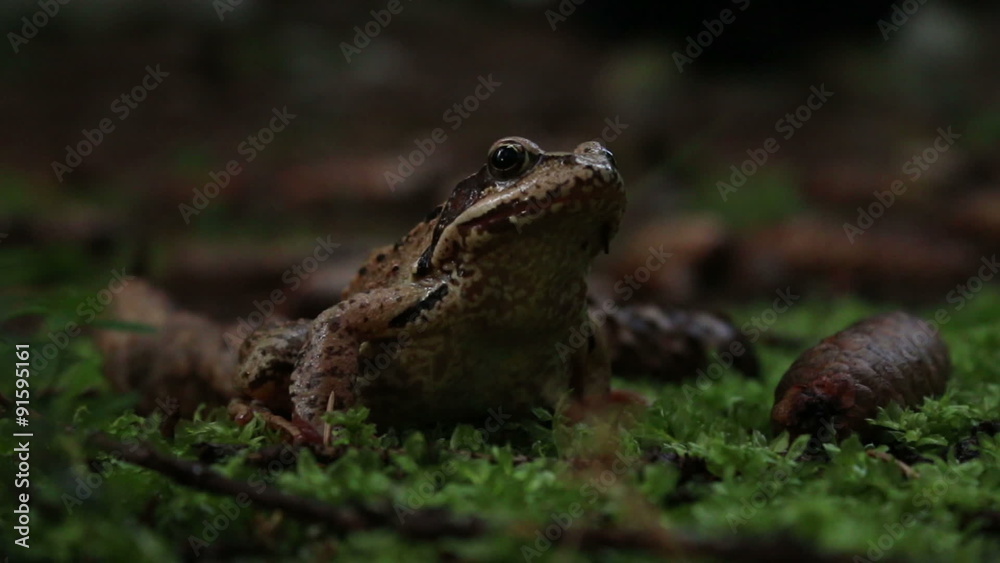 The agile frog (Rana dalmatina) on the ground, green moss background The agile frog (Rana dalmatina) on the ground, green moss background