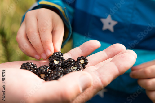 child's fingers picking  fresh wild blackberries from adults hand © lukasx