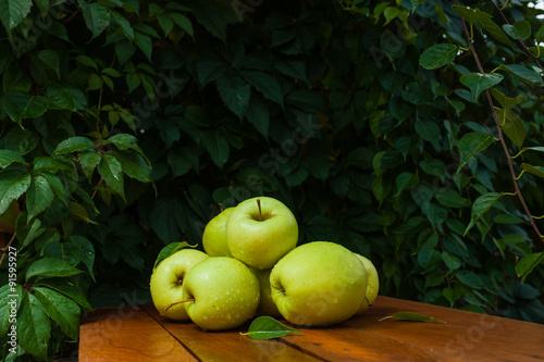 зеленые яблоки в деревне на фоне зелени