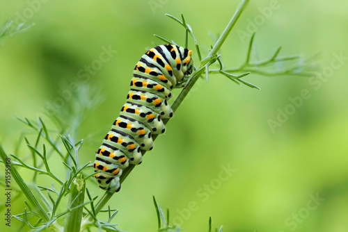 Machaon butterfly's caterpillar