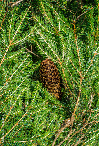 Horizontal Pine Tree branches with pine cone