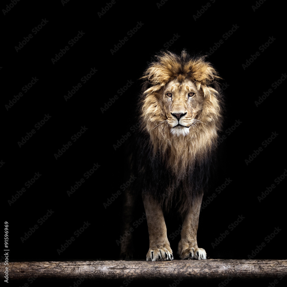 Obraz premium Portret pięknego lwa, lwa w ciemności