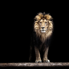 Plexiglas schilderij Eetkamer Portrait of a Beautiful lion, lion in the dark  © Baranov