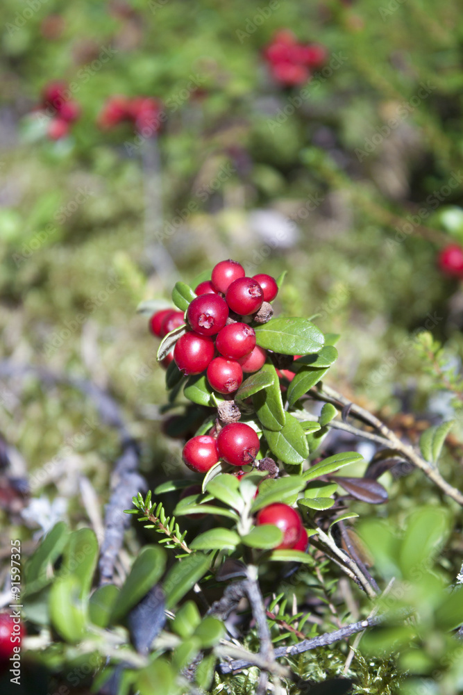 Lingonberries