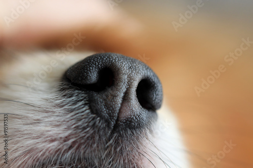 Close up of a nose
