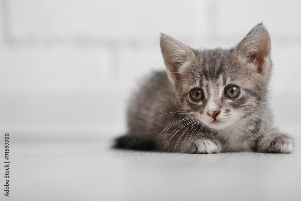 Cute gray kitten on floor at home Cute gray kitten on floor at home