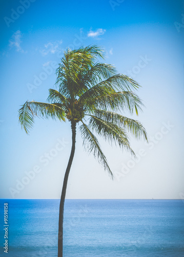 Retro Single Palm Tree In Hawaii