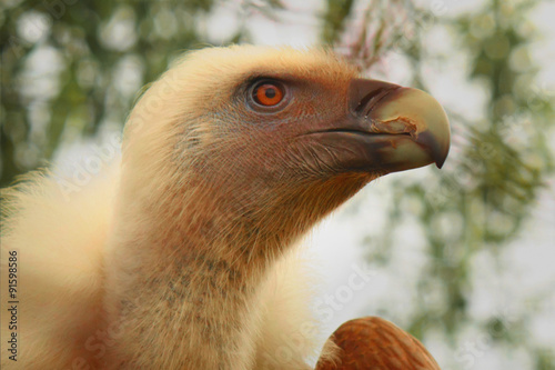 condor as a symbol of strength and predator
