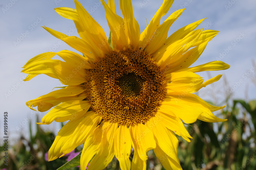 Naklejka premium Sonnenblume