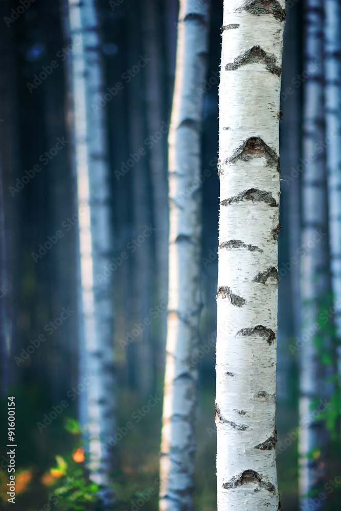 Fototapeta premium Blue birch forest
