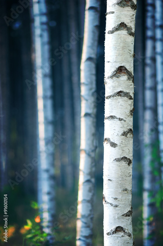Blue birch forest