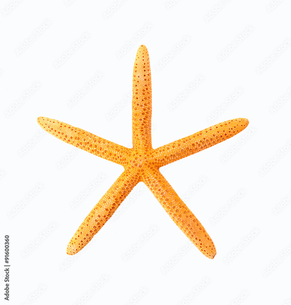 The starfish on a white background The starfish on a white background