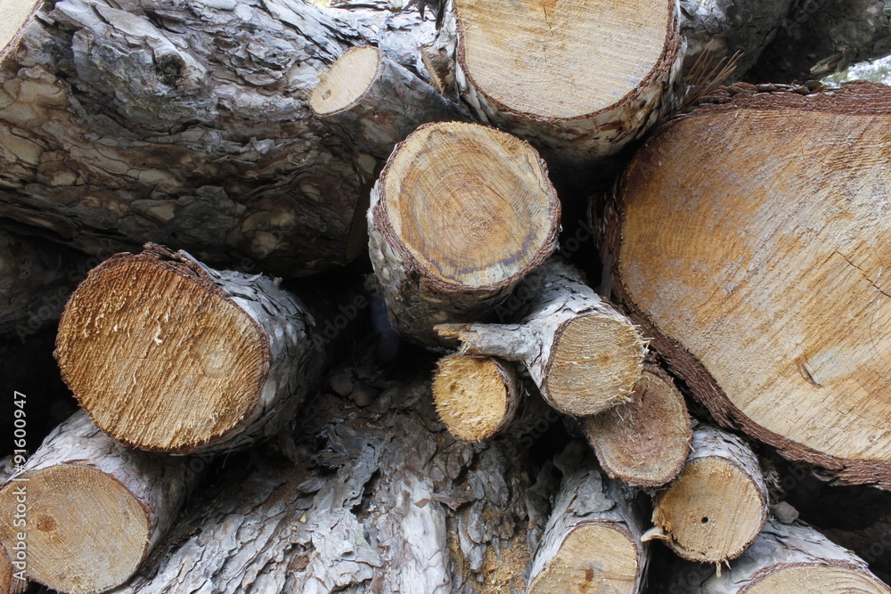 wood wood