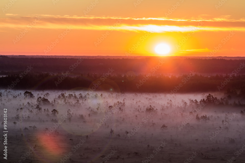 Fototapeta premium Sunrise in the swamp