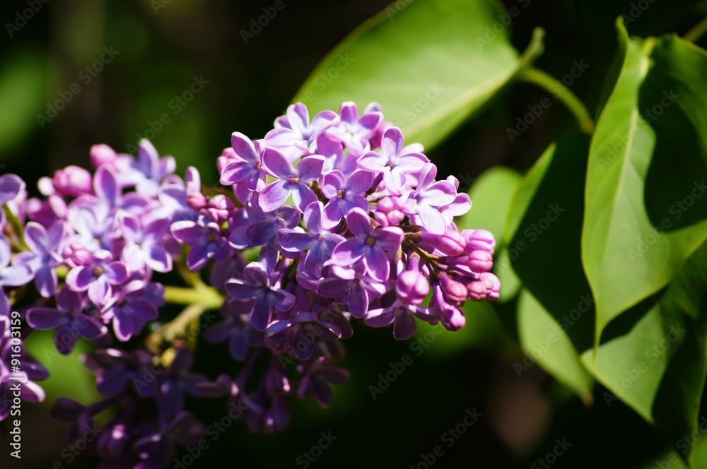 Common lilac (syringa vulgaris). Flowers blossomed. Common lilac (syringa vulgaris). Flowers blossomed.