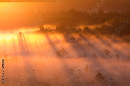 Sunrise in the swamp