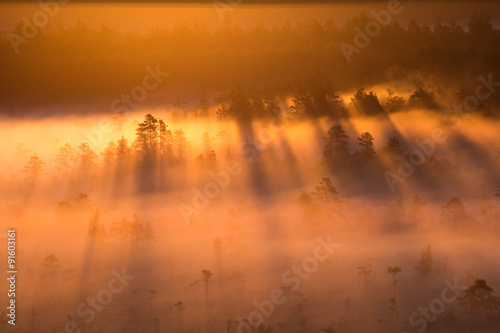 Sunrise in the swamp