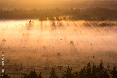 Sunrise in the swamp