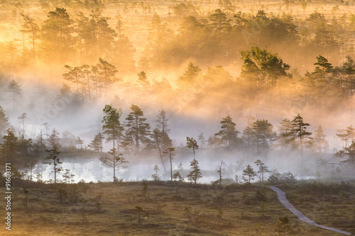 Sunrise in the swamp