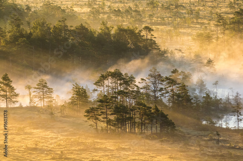 Sunrise in the swamp
