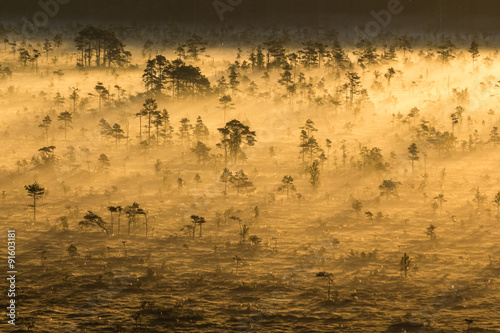Sunrise in the swamp