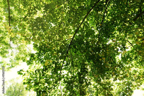 Green tree crown closeup