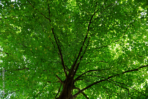Green tree crown closeup