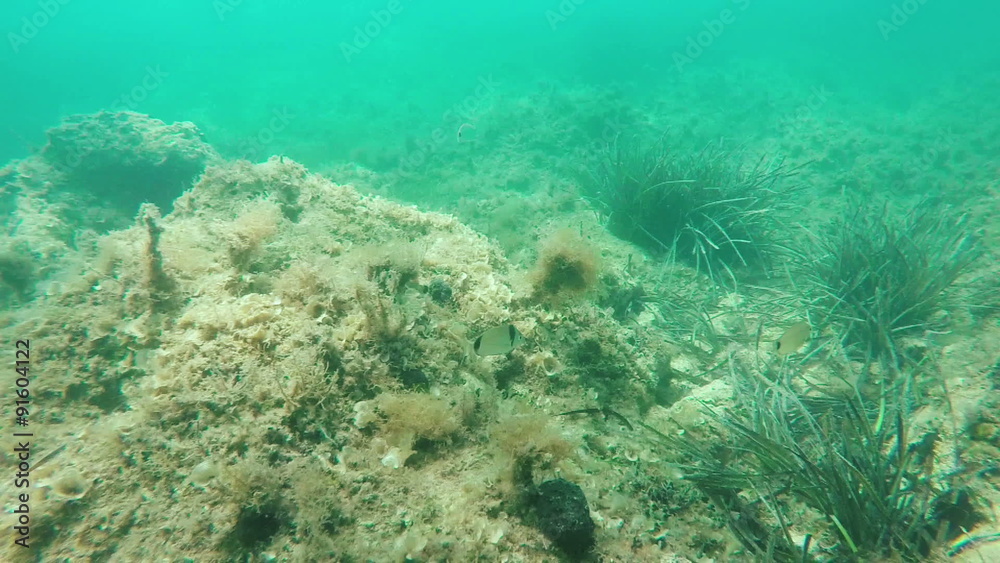 slow motion diving and chasing fish at the rocky sea bottom of crystal Adriatic sea slow motion diving and chasing fish at the rocky sea bottom of crystal Adriatic sea