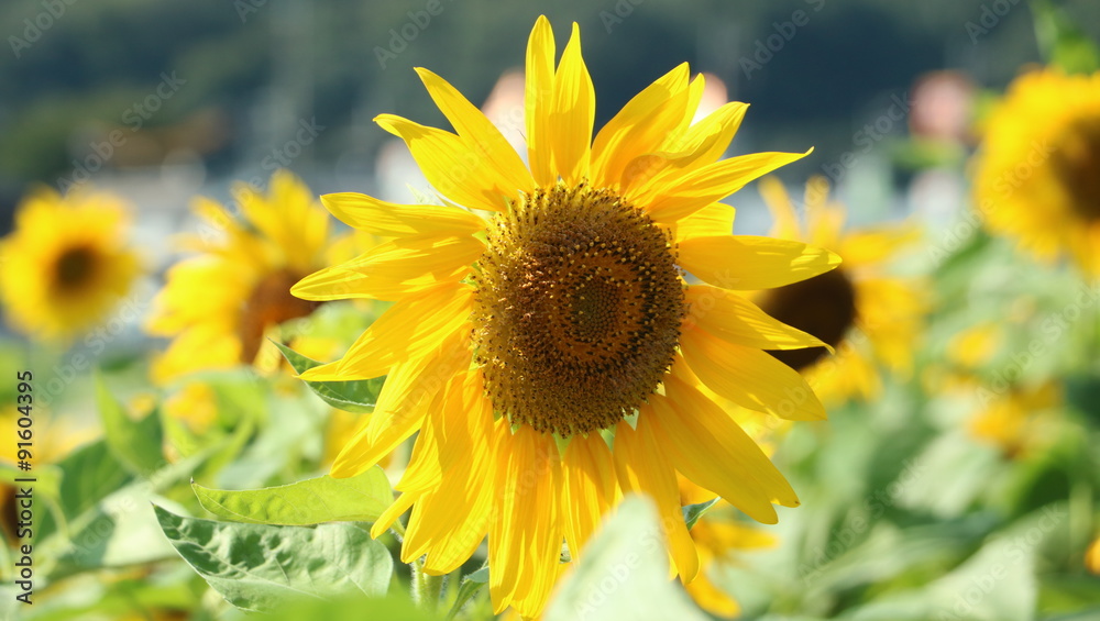 Naklejka premium ひまわり