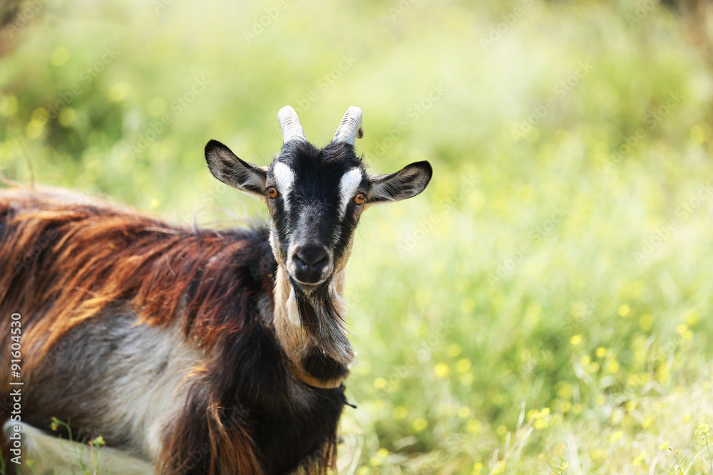 Goat on meadow Goat on meadow