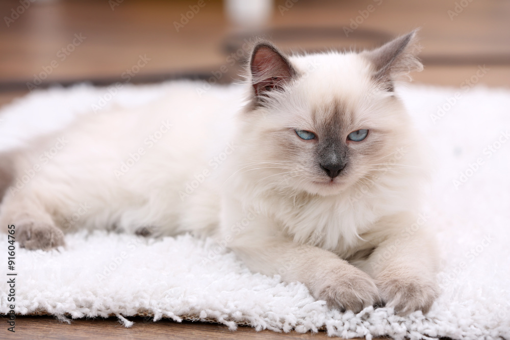 Cute little kitten sitting on white carpet, on home interior background