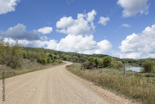 horizontal image of cows grazing beside a long winding gravel road going up hill with trees on either side under a beautiful blue sky with white billowing clouds floating by on a summer day.