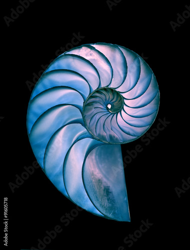 Nautilus shell - great detailed shot on black background - illustration of perfect proportions and Fibonacci rules
