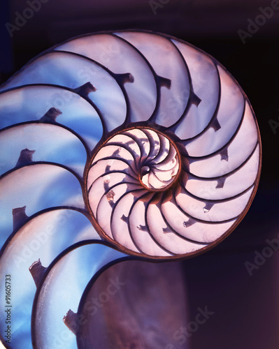 Cut away of Nautilus shell on magic background with Fibonacci spiral