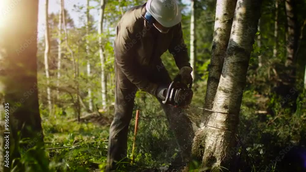 Lumberjack is Felling Tree with Chainsaw