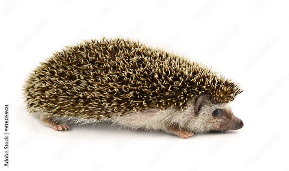 Obraz premium Hedgehog isolate on white background