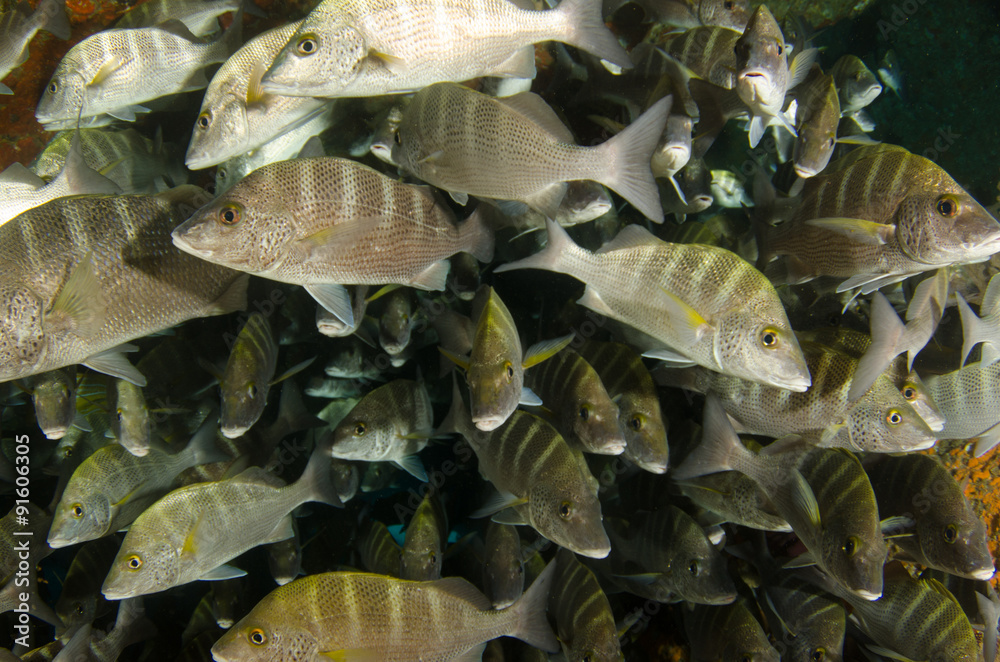 Obraz premium Graybar grunt (Haemulon sexfasciatus), forming a school in a shipwreck, reefs of Sea of Cortez, Pacific ocean. Cabo Pulmo, Baja California Sur, Mexico. The world's aquarium.