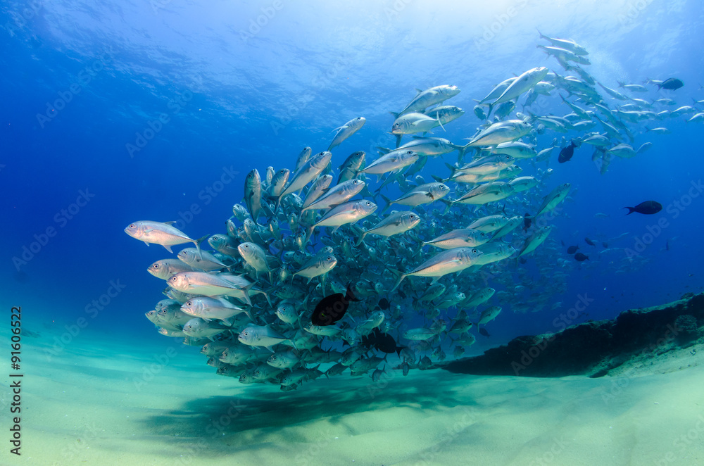 Fototapeta premium trevally baitball