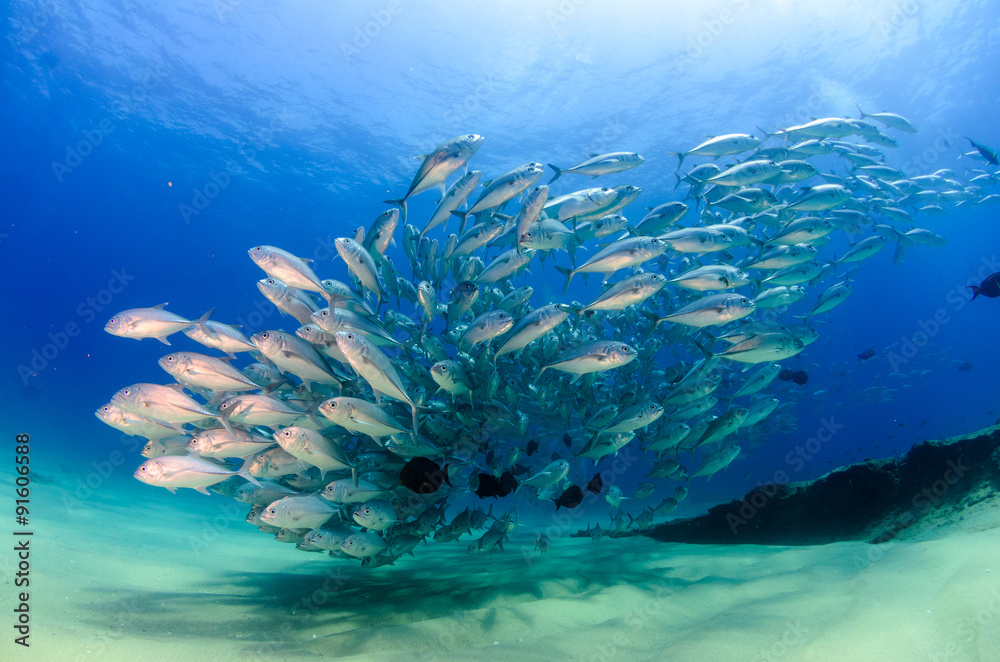 Fototapeta premium trevally baitball