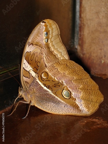 Mariposa Marron