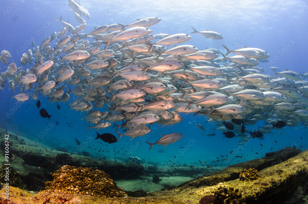 Fototapeta premium trevally baitball