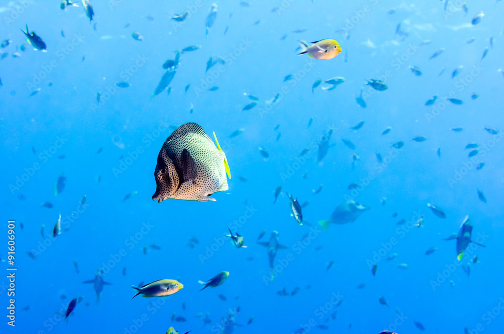 Obraz premium (Prionurus punctatus) Yellowtail Surgeonfish. reefs of the Sea of Cortez, Pacific ocean. Cabo Pulmo, Baja California Sur, Mexico. Cousteau named it The world's aquarium.