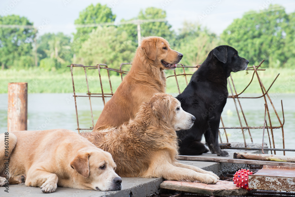 Dog Golden Retriever owner waited hopefully. Dog Golden Retriever owner waited hopefully.