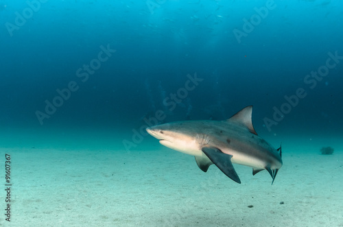 Bull Shark (Carcharhinus leucas). reefs of the Sea of Cortez, Pacific ocean. Cabo Pulmo, Baja California Sur, Mexico. Cousteau named it The world's aquarium. © leonardogonzalez