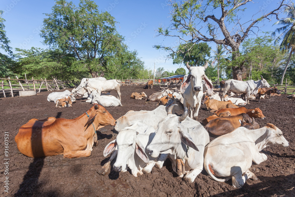 Thai cows resting in a field at southern ,Thailand