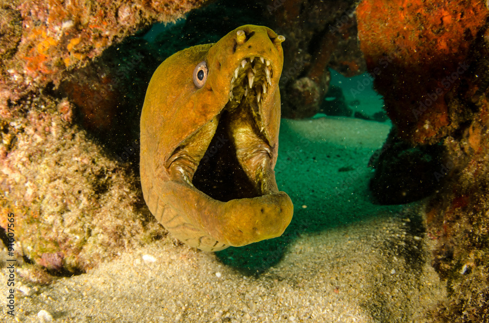 Fototapeta premium Panamic Green Moray Eel (Gymnothorax castaneus), mouth wide open resting in reefs of the Sea of Cortez, Pacific ocean. Cabo Pulmo, Baja California Sur, Mexico. The world's aquarium.