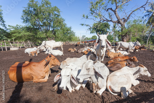 Obraz na płótnie Thai cows resting in a field at southern ,Thailand w salonie