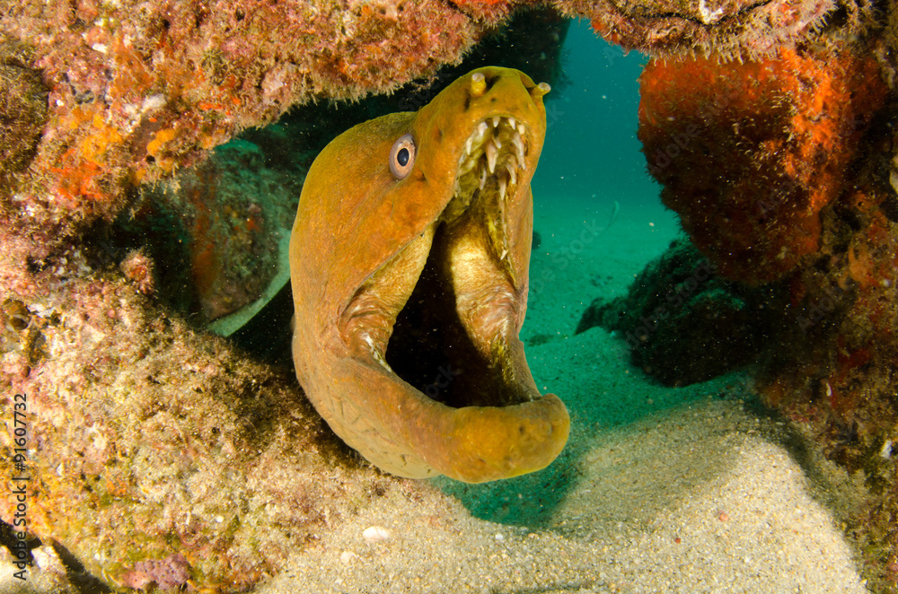 Fototapeta premium Panamic Green Moray Eel (Gymnothorax castaneus), mouth wide open resting in reefs of the Sea of Cortez, Pacific ocean. Cabo Pulmo, Baja California Sur, Mexico. The world's aquarium.